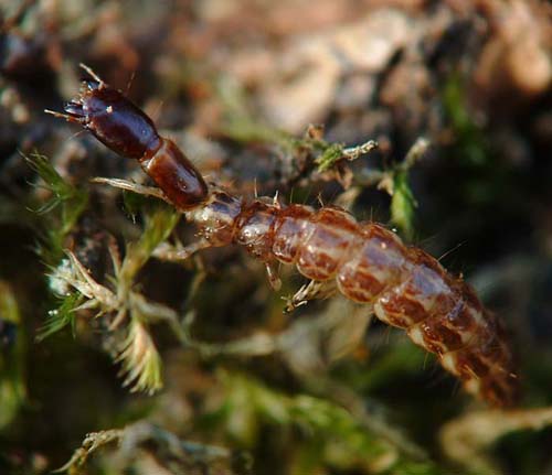 matthieu pilard - Raphidia sp. - réf. 1080 (500 x 431 pixels, 47 ko)