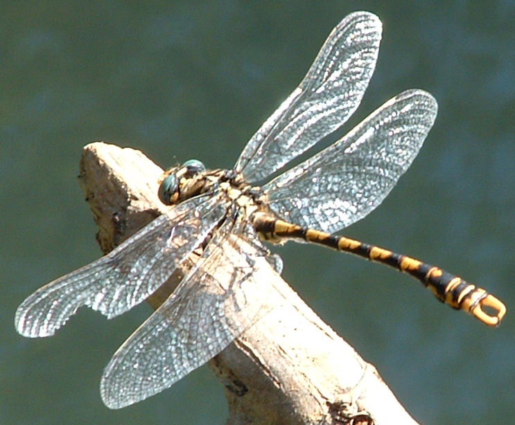 Réf. 1319 — INSECTA > Odonata > Gomphidae > Onychogomphus forcipatus