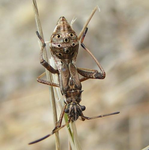 Réf. 10 938 : Camptopus lateralis