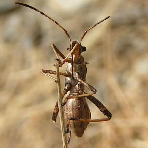 Camptopus lateralis