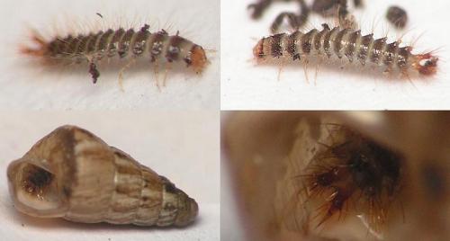 Réf. 10 295 : Drilus flavescens