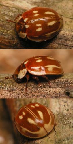Myzia oblongoguttata