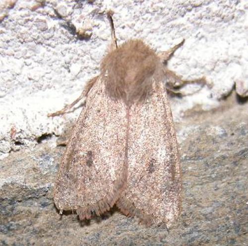 Orthosia cruda