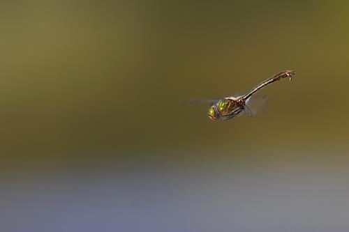 Cordulia aenea