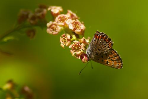 Lycaena helle