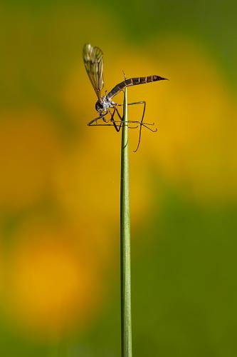 Tipula sp.