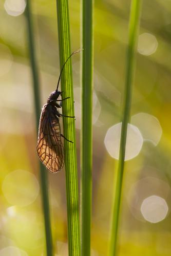 Sialis sp.