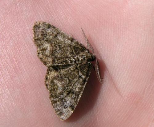 Cleorodes lichenaria
