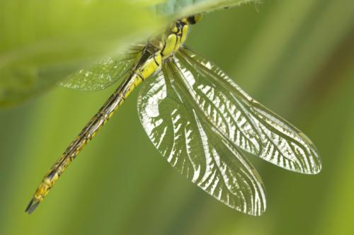 Aeshna affinis