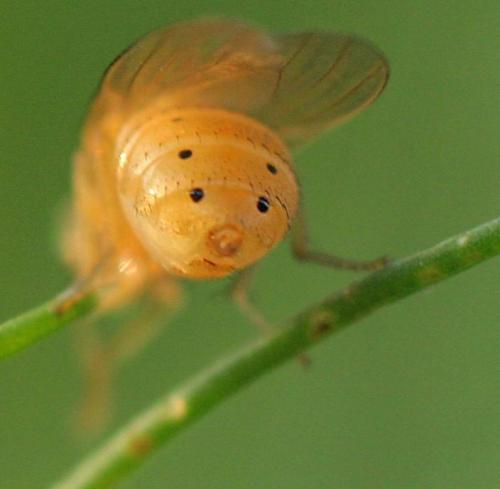 Réf. 10 653 : Sapromyza sp.