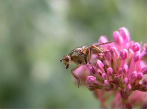 Scathophaga sp.
