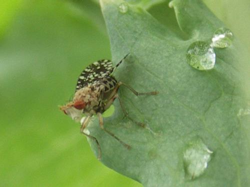 Trypetoptera punctulata