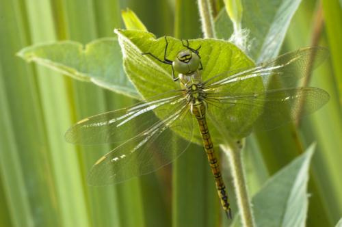 Aeshna affinis