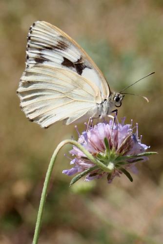 Melanargia galathea