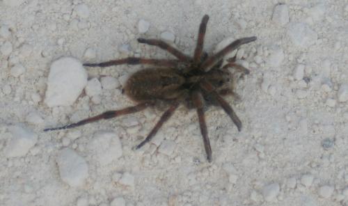 Hogna radiata