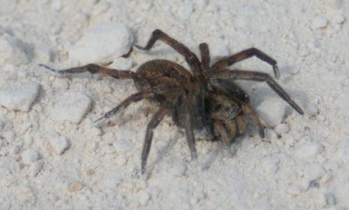 Hogna radiata