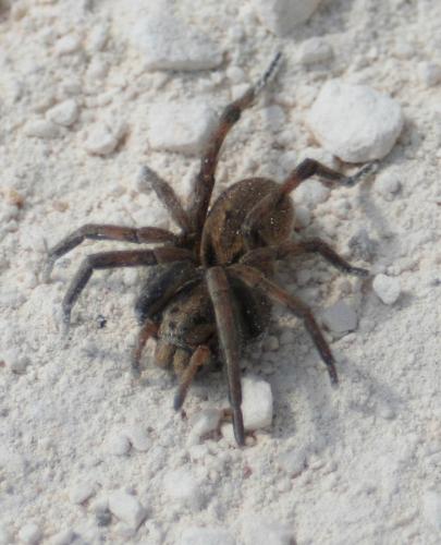 Hogna radiata