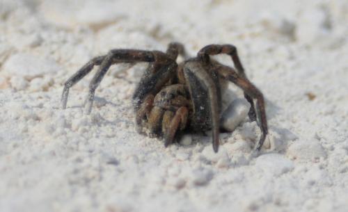 Hogna radiata