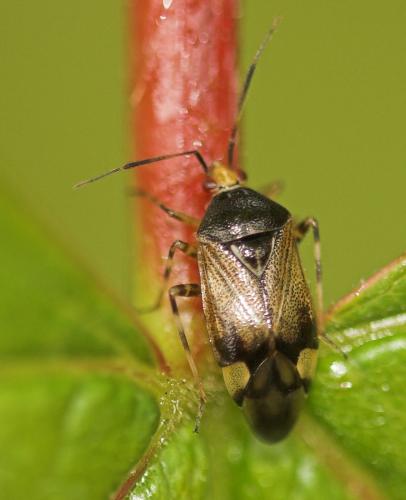 Réf. 10 035 : Deraeocoris flavilinea