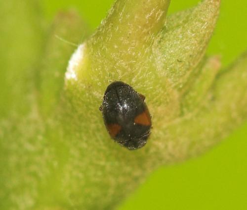 Réf. 10 031 : Scymnus sp.