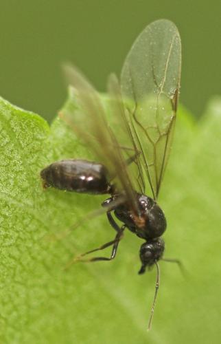 Réf. 10 067 : Lasius sp.