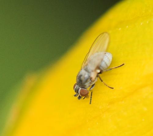 Leucopis sp.