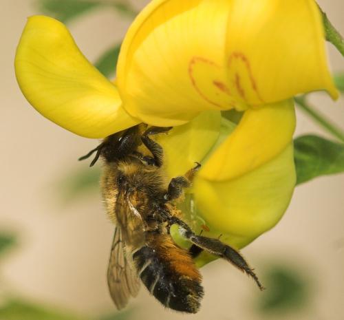 Réf. 10 122 : Megachile willughbiella
