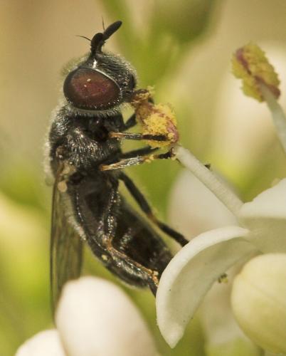 Pipizella viduata