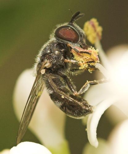 Pipizella viduata