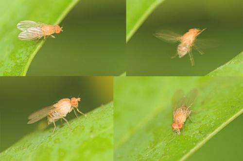 Lyciella sp.