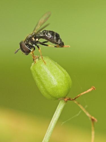 Paragus pecchiolii