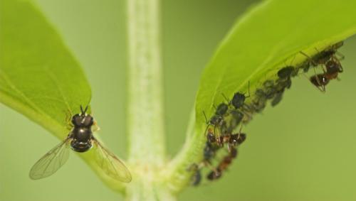 Paragus pecchiolii