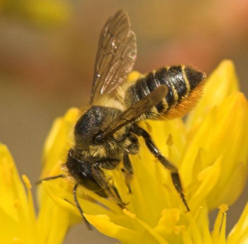 Réf. 10 704 : Megachile centuncularis