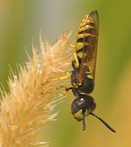 Réf. 10 357 : Philanthus triangulum