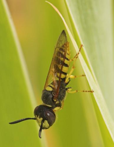 Réf. 10 356 : Philanthus triangulum