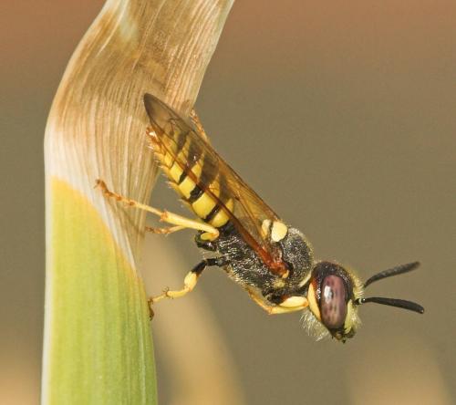 Philanthus triangulum