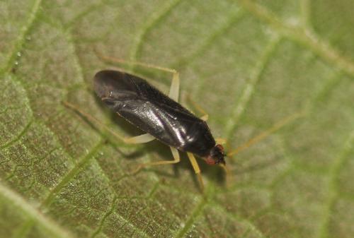 Phylus coryli