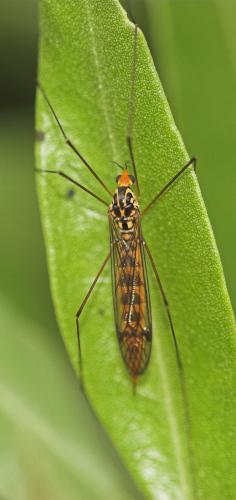 Nephrotoma flavipalpis