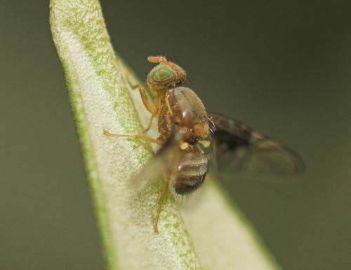 Réf. 10 711 : Anomoia purmunda