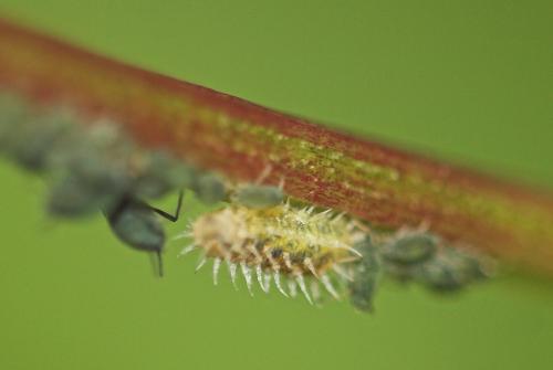 Paragus pecchiolii