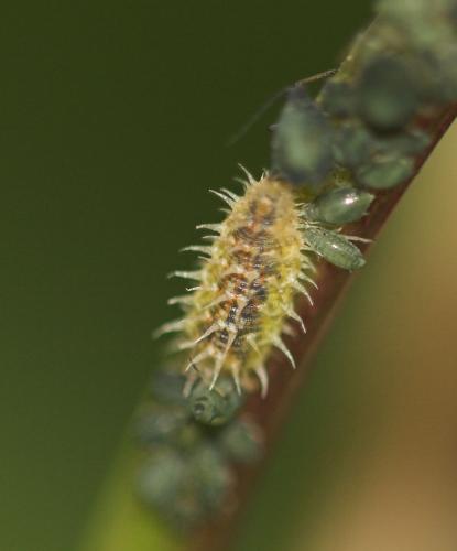 Paragus pecchiolii