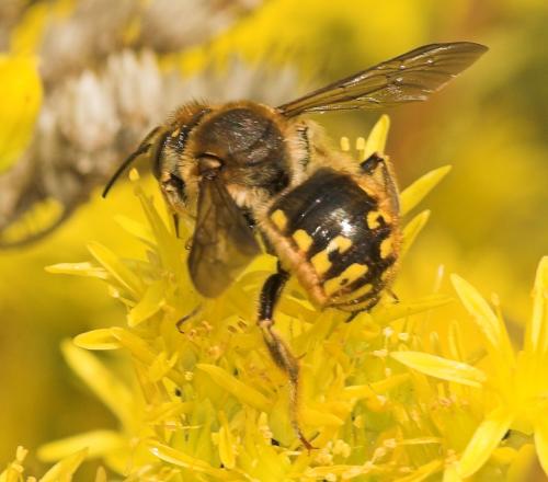 Anthidium manicatum