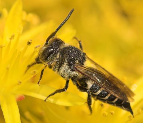 Réf. 10 748 : Coelioxys sp.