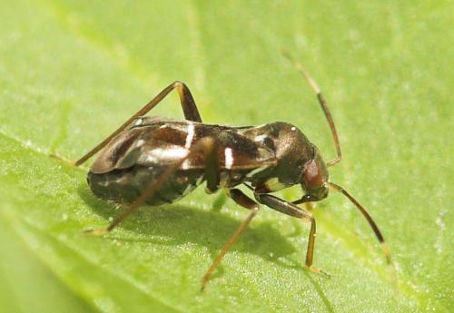Pilophorus sp.
