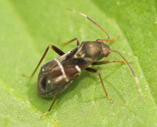 Pilophorus sp.