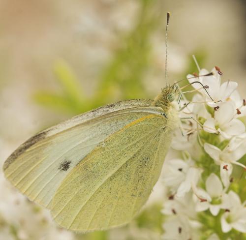 Réf. 10 656 : Pieris rapae