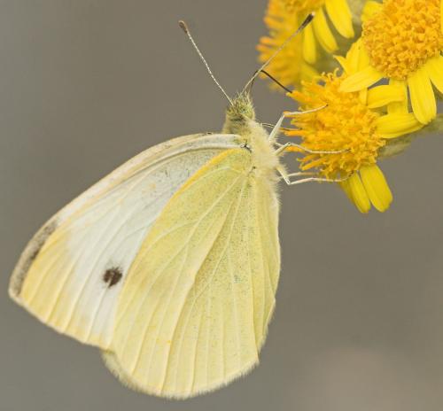 Réf. 10 655 : Pieris rapae
