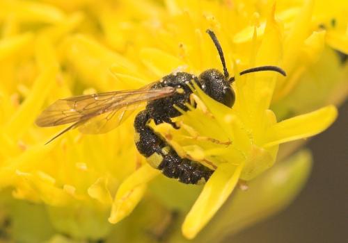 Réf. 10 658 : Cerceris rybyensis