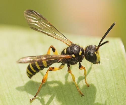 Cerceris sp.