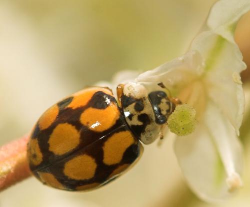 Réf. 10 749 : Adalia decempunctata